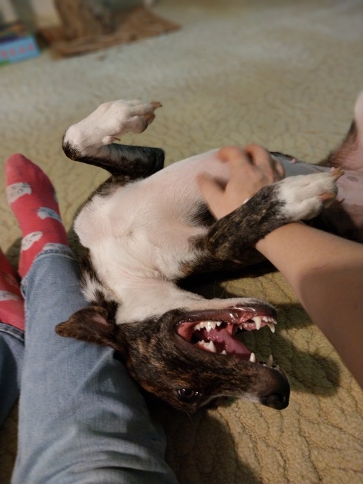 A dog upside down showing off a mouth full of teeth, though she is clearly wiggling playfully, not attacking.