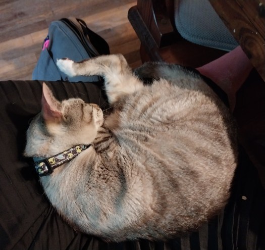 A small stripy grey and white cat in a green collar is curled up in a lap, aside from one foot that's dangling out.