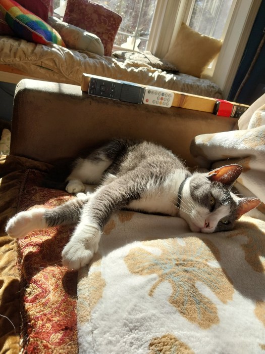 A grey and white cat lounges in the sunlight, eyes wide open but body fully relaxed and content.