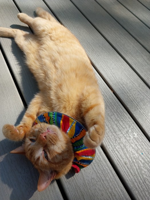 An orange cat lays on his back showing off his fluffy tummy. he is wearing a very colorful, poofy collar that makes him look like a little jester.