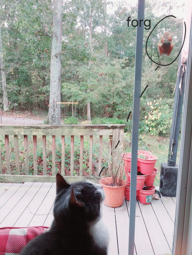 Grey and white cat staring at a frog which is resting on the outside of the window, separated from said cat by the pane of glass. A dotted line has been badly drawn in, and the frog has been labeld 'forg'.