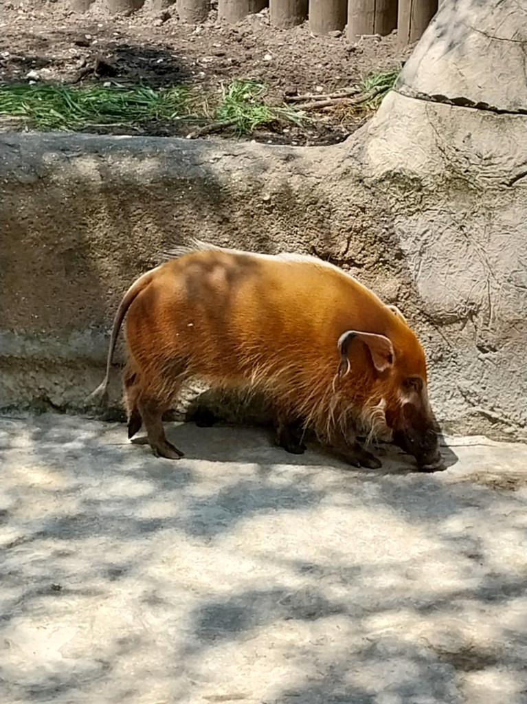 A photo of a Red River Hog from Africa--a breed of wild pig that is has long red hair, bright white whiskers, and long, pointed ears with tufts of curly hair at the end.